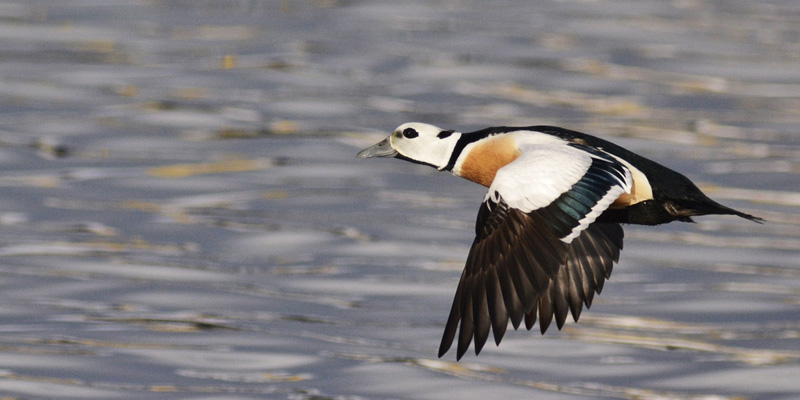 Varanger