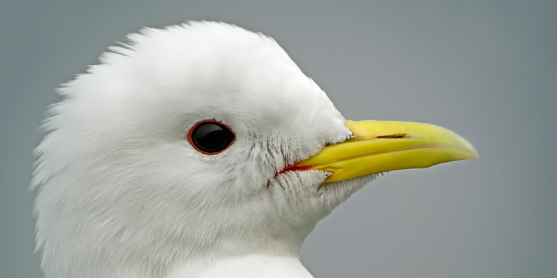 Naturfotofestival